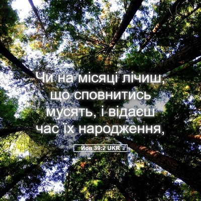 Picture 05 - Йов 39:2 UKR - Чи на місяці лічиш, що - Bible Verse Picture