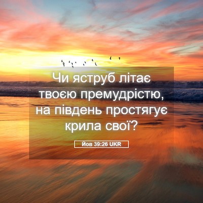Picture 05 - Йов 39:26 UKR - Чи яструб літає твоєю - Bible Verse Picture