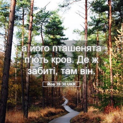 Picture 05 - Йов 39:30 UKR - а його пташенята п'ють - Bible Verse Picture