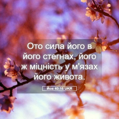 Picture 05 - Йов 40:16 UKR - Ото сила його в його - Bible Verse Picture