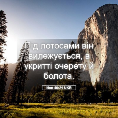 Picture 05 - Йов 40:21 UKR - Під лотосами він - Bible Verse Picture