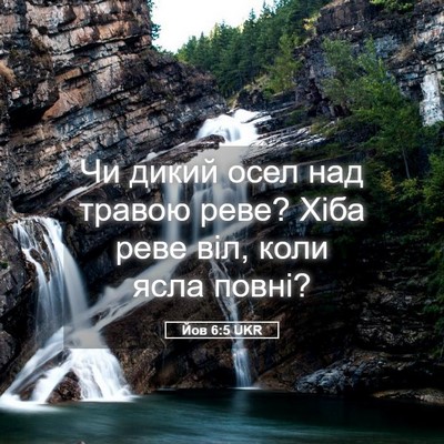 Picture 05 - Йов 6:5 UKR - Чи дикий осел над травою - Bible Verse Picture