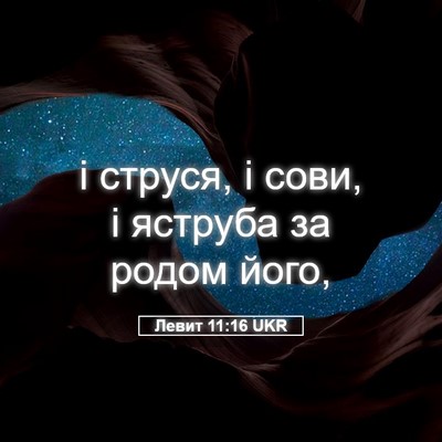Picture 05 - Левит 11:16 UKR - і струся, і сови, і яструба - Bible Verse Picture