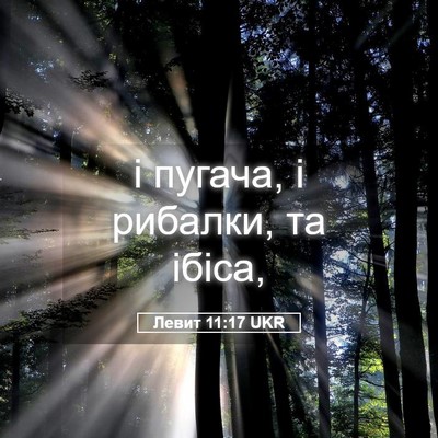 Picture 05 - Левит 11:17 UKR - і пугача, і рибалки, та - Bible Verse Picture