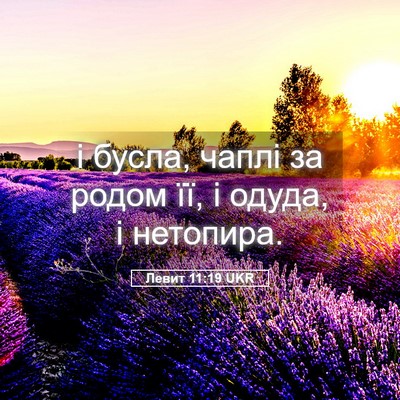 Picture 05 - Левит 11:19 UKR - і бусла, чаплі за родом її, - Bible Verse Picture