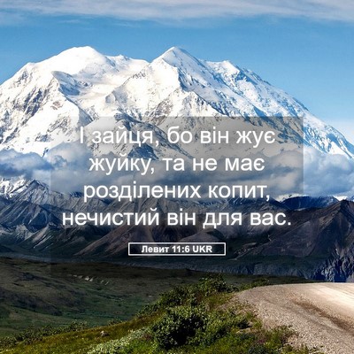 Picture 05 - Левит 11:6 UKR - І зайця, бо він жує жуйку, - Bible Verse Picture