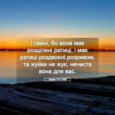 Picture 05 - Левит 11:7 UKR - І свині, бо вона має - Bible Verse Picture