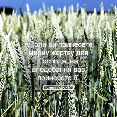 Picture 05 - Левит 19:5 UKR - А коли ви принесете мирну - Bible Verse Picture