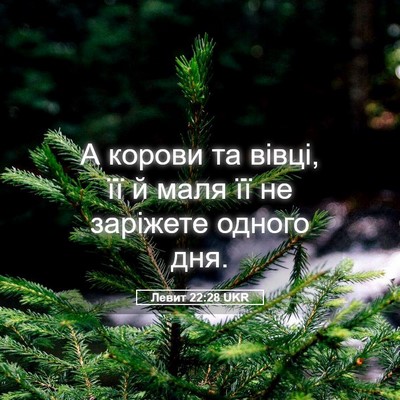 Picture 05 - Левит 22:28 UKR - А корови та вівці, її й маля - Bible Verse Picture