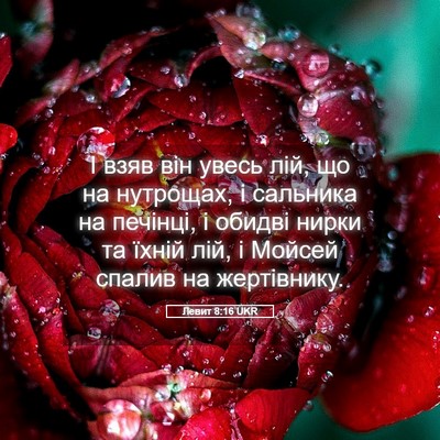 Picture 05 - Левит 8:16 UKR - І взяв він увесь лій, що на - Bible Verse Picture