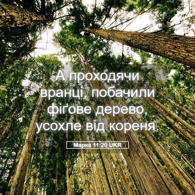 Picture 05 - Марка 11:20 UKR - А проходячи вранці, - Bible Verse Picture