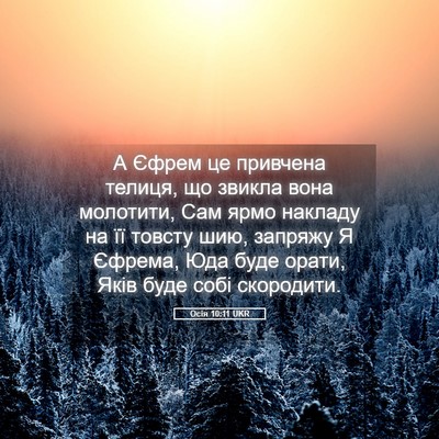 Picture 05 - Осія 10:11 UKR - А Єфрем це привчена телиця, - Bible Verse Picture