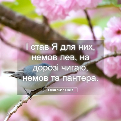 Picture 05 - Осія 13:7 UKR - І став Я для них, немов лев, - Bible Verse Picture