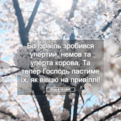 Picture 05 - Осія 4:16 UKR - Бо Ізраїль зробився - Bible Verse Picture