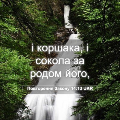Picture 05 - Повторення Закону 14:13 UKR - і коршака, і сокола за - Bible Verse Picture