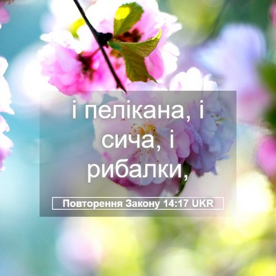 Picture 05 - Повторення Закону 14:17 UKR - і пелікана, і сича, і - Bible Verse Picture