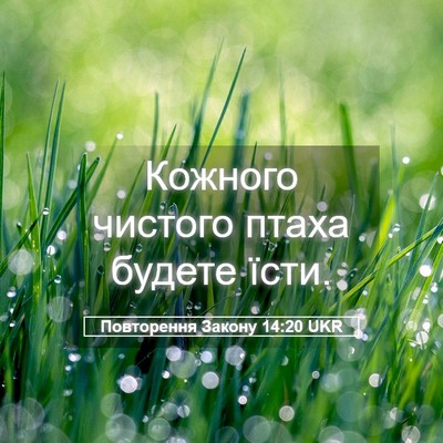 Picture 05 - Повторення Закону 14:20 UKR - Кожного чистого птаха - Bible Verse Picture