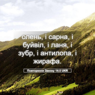 Picture 05 - Повторення Закону 14:5 UKR - олень, і сарна, і буйвіл, і - Bible Verse Picture