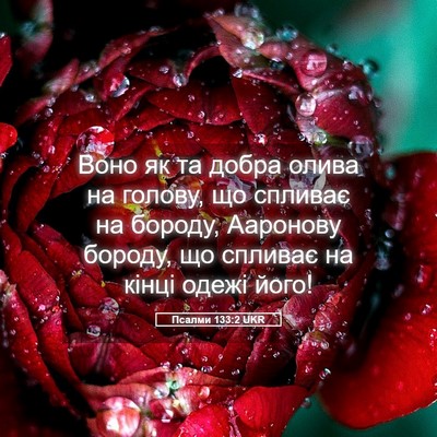 Picture 05 - Псалми 133:2 UKR - Воно як та добра олива на - Bible Verse Picture