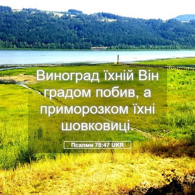 Picture 05 - Псалми 78:47 UKR - Виноград їхній Він градом - Bible Verse Picture