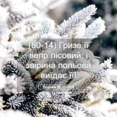 Picture 05 - Псалми 80:13 UKR - (80-14) Гризе її вепр лісовий, - Bible Verse Picture