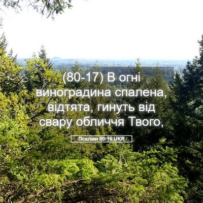 Picture 05 - Псалми 80:16 UKR - (80-17) В огні виноградина - Bible Verse Picture