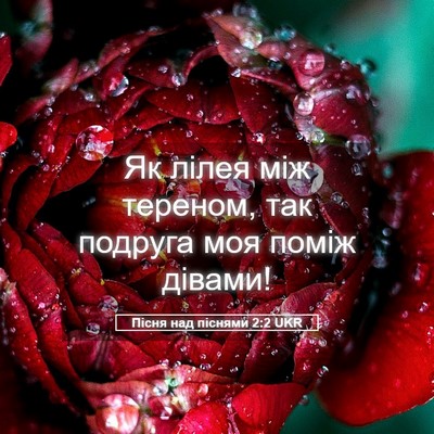 Picture 05 - Пісня над піснями 2:2 UKR - Як лілея між тереном, так - Bible Verse Picture