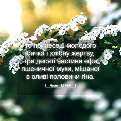 Picture 05 - Числа 15:9 UKR - то принесеш молодого бичка - Bible Verse Picture
