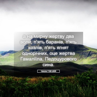 Picture 05 - Числа 7:59 UKR - а на мирну жертву два воли, - Bible Verse Picture