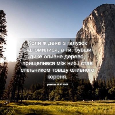 Picture 05 - римлян 11:17 UKR - Коли ж деякі з галузок - Bible Verse Picture