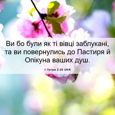 Picture 06 - 1 Петра 2:25 UKR - Ви бо були як ті вівці - Bible Verse Picture