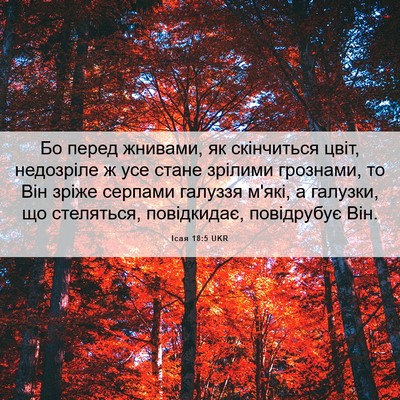 Picture 06 - Ісая 18:5 UKR - Бо перед жнивами, як - Bible Verse Picture