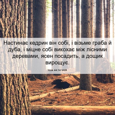 Picture 06 - Ісая 44:14 UKR - Настинає кедрин він собі, і - Bible Verse Picture
