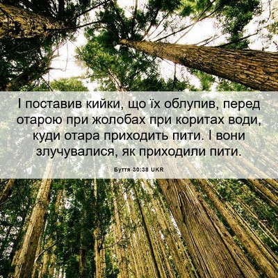 Picture 06 - Буття 30:38 UKR - І поставив кийки, що їх - Bible Verse Picture