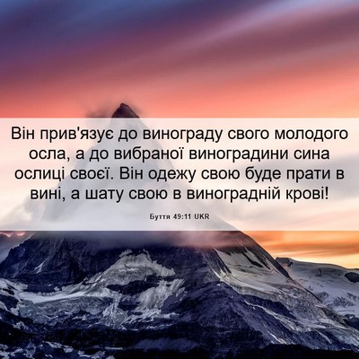 Picture 06 - Буття 49:11 UKR - Він прив'язує до винограду - Bible Verse Picture