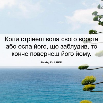 Picture 06 - Вихід 23:4 UKR - Коли стрінеш вола свого - Bible Verse Picture