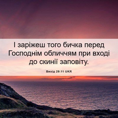 Picture 06 - Вихід 29:11 UKR - І заріжеш того бичка перед - Bible Verse Picture