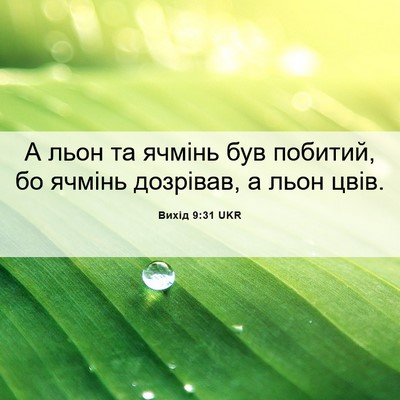 Picture 06 - Вихід 9:31 UKR - А льон та ячмінь був - Bible Verse Picture