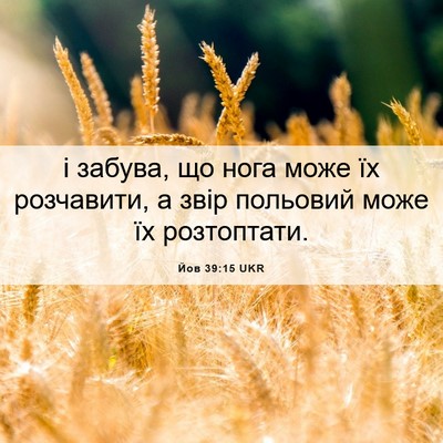 Picture 06 - Йов 39:15 UKR - і забува, що нога може їх - Bible Verse Picture