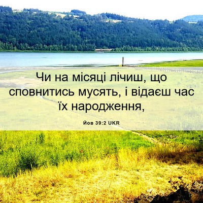 Picture 06 - Йов 39:2 UKR - Чи на місяці лічиш, що - Bible Verse Picture