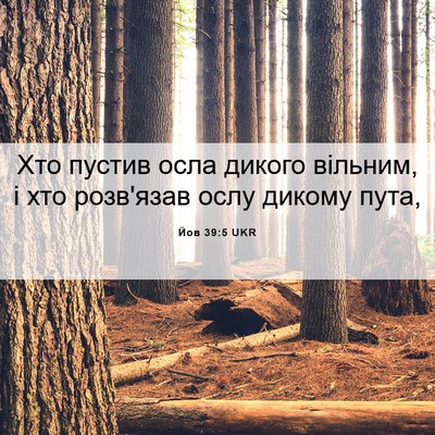Picture 06 - Йов 39:5 UKR - Хто пустив осла дикого - Bible Verse Picture