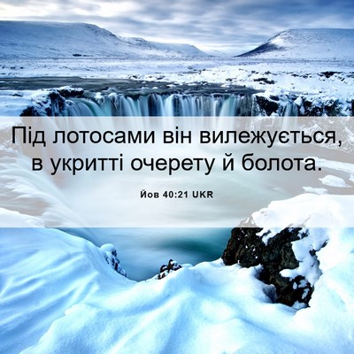 Picture 06 - Йов 40:21 UKR - Під лотосами він - Bible Verse Picture