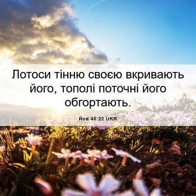 Picture 06 - Йов 40:22 UKR - Лотоси тінню своєю - Bible Verse Picture