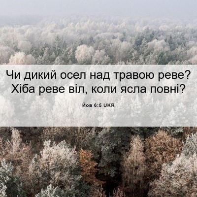 Picture 06 - Йов 6:5 UKR - Чи дикий осел над травою - Bible Verse Picture