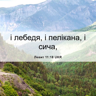 Picture 06 - Левит 11:18 UKR - і лебедя, і пелікана, і - Bible Verse Picture