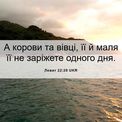 Picture 06 - Левит 22:28 UKR - А корови та вівці, її й маля - Bible Verse Picture