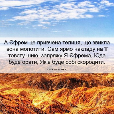 Picture 06 - Осія 10:11 UKR - А Єфрем це привчена телиця, - Bible Verse Picture