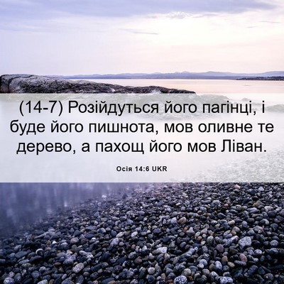 Picture 06 - Осія 14:6 UKR - (14-7) Розійдуться його - Bible Verse Picture