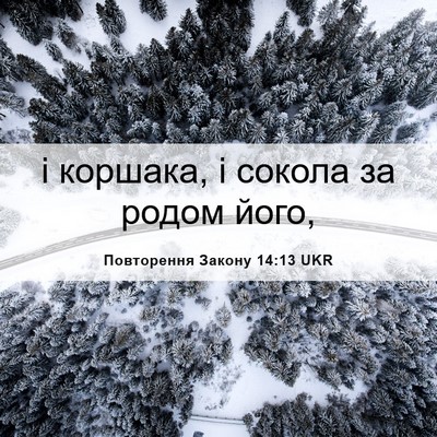 Picture 06 - Повторення Закону 14:13 UKR - і коршака, і сокола за - Bible Verse Picture