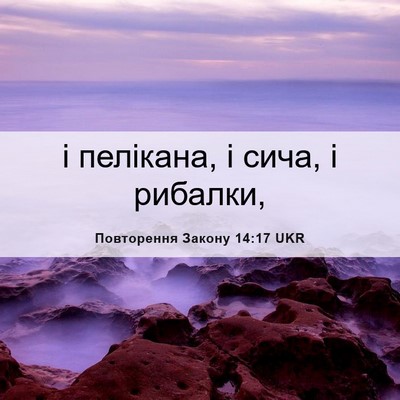 Picture 06 - Повторення Закону 14:17 UKR - і пелікана, і сича, і - Bible Verse Picture